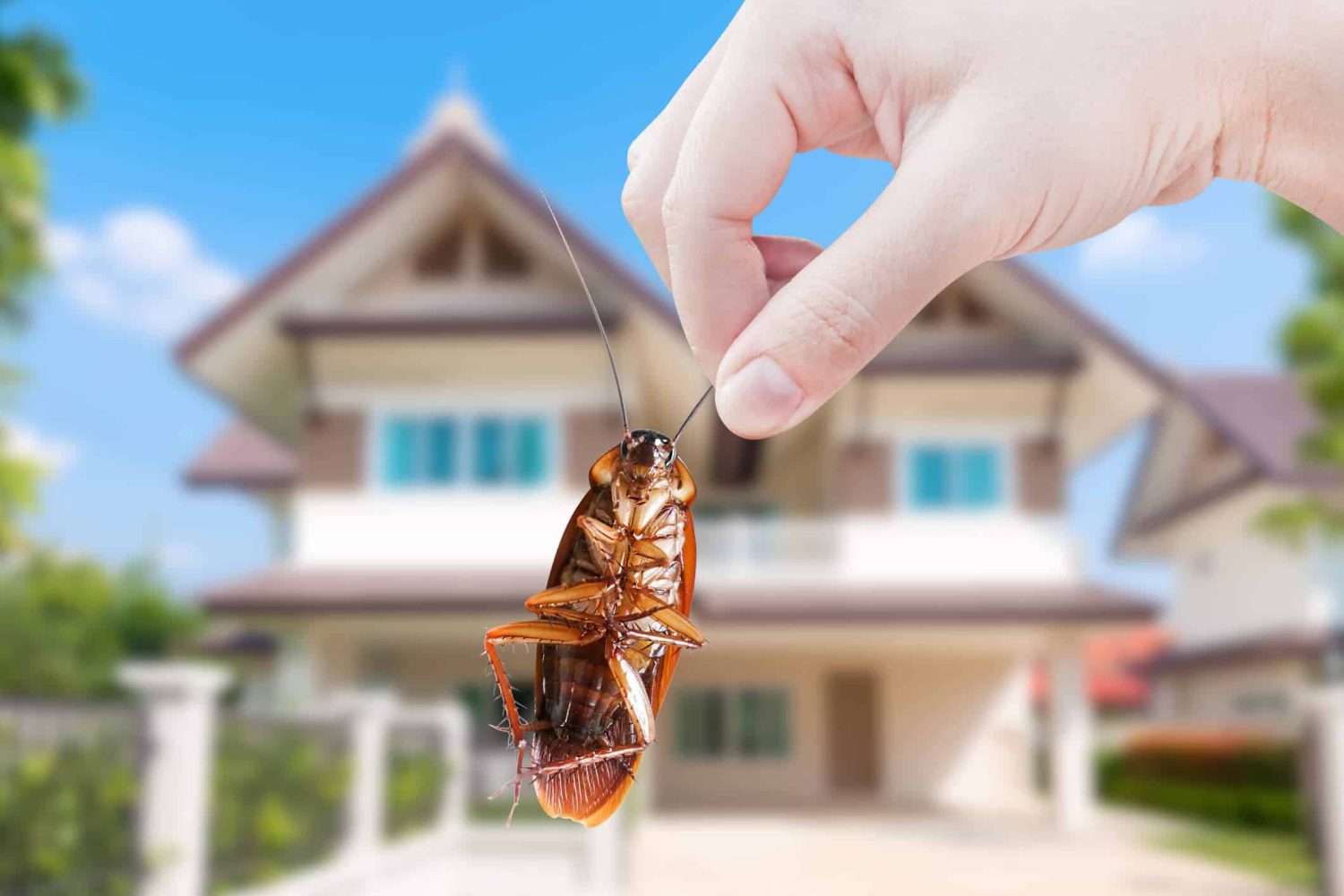 How Long Does Pest Control Take to Work?